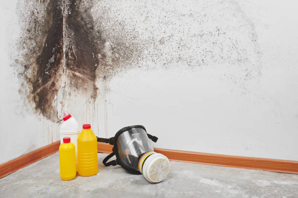 Best Mold Testing  in Grand Mound, WA