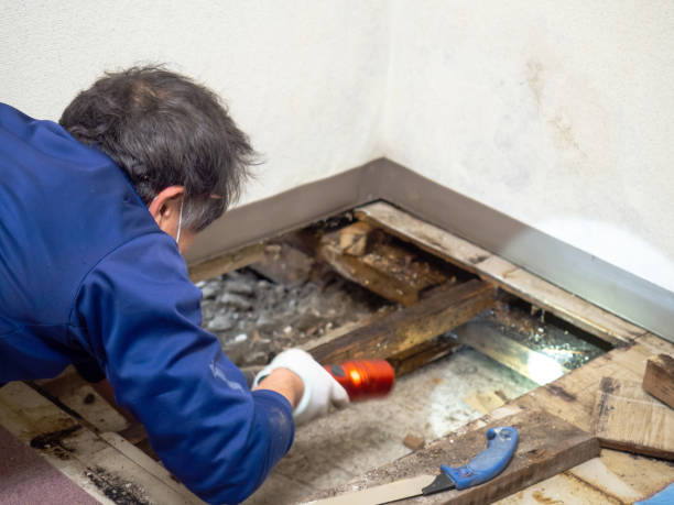 Best Water Damage Restoration  in Grand Mound, WA