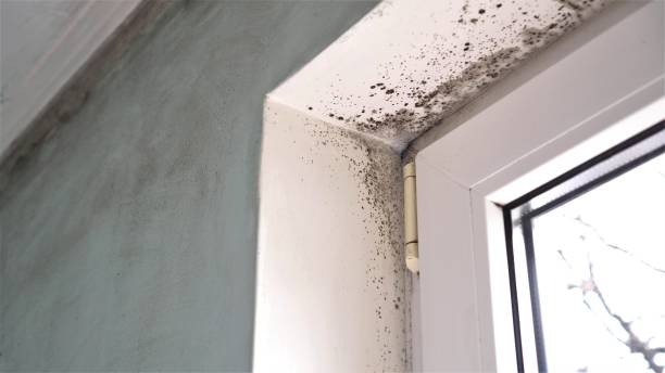 Grand Mound, WA Mold Removal Company