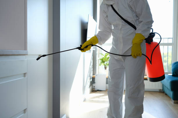 Best Black Mold Removal  in Grand Mound, WA