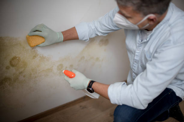 Mold Testing and Removal in Grand Mound, WA