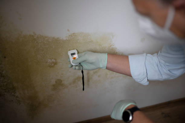 Best Same-Day Mold Removal  in Grand Mound, WA