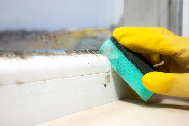 Best Mold Damage Repair  in Grand Mound, WA
