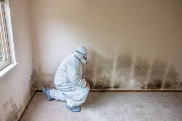 Best Attic Mold Removal  in Grand Mound, WA
