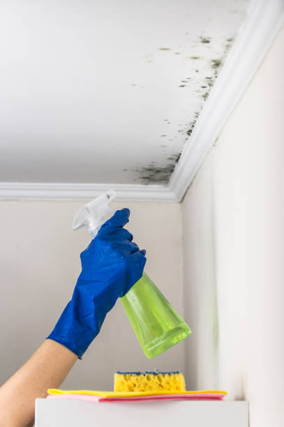 Best Mold Removal Near Me  in Grand Mound, WA